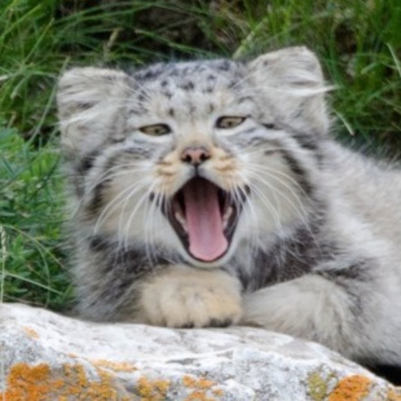 Meet your Posher, Stephanie - Picture 1 of 1